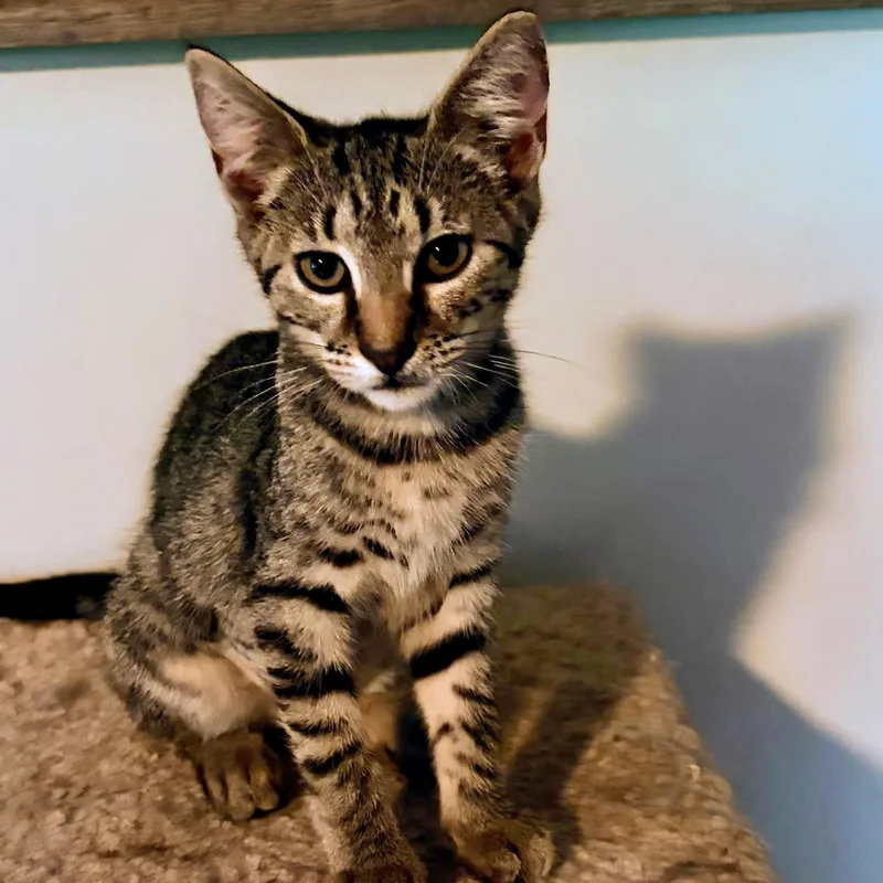 A baby small-sized female Tabby (Buff / Tan / Fawn) Domestic Short Hair cat named Braylen for adoption in Richmond, VA