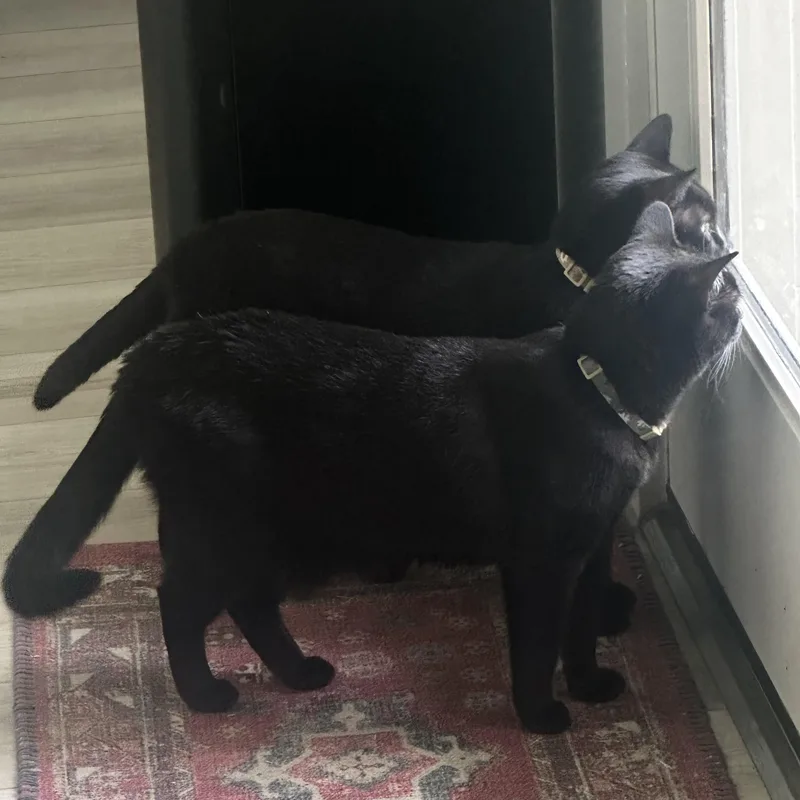 An adult medium-sized female Black Domestic Short Hair cat named Luna & Loki for adoption in Liverpool, TX