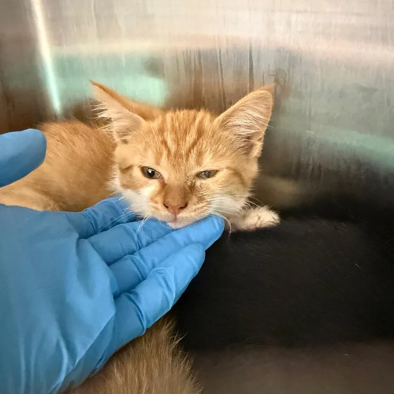 A baby small-sized female Orange / Red Domestic Short Hair cat named Custard for adoption in Morganton, NC
