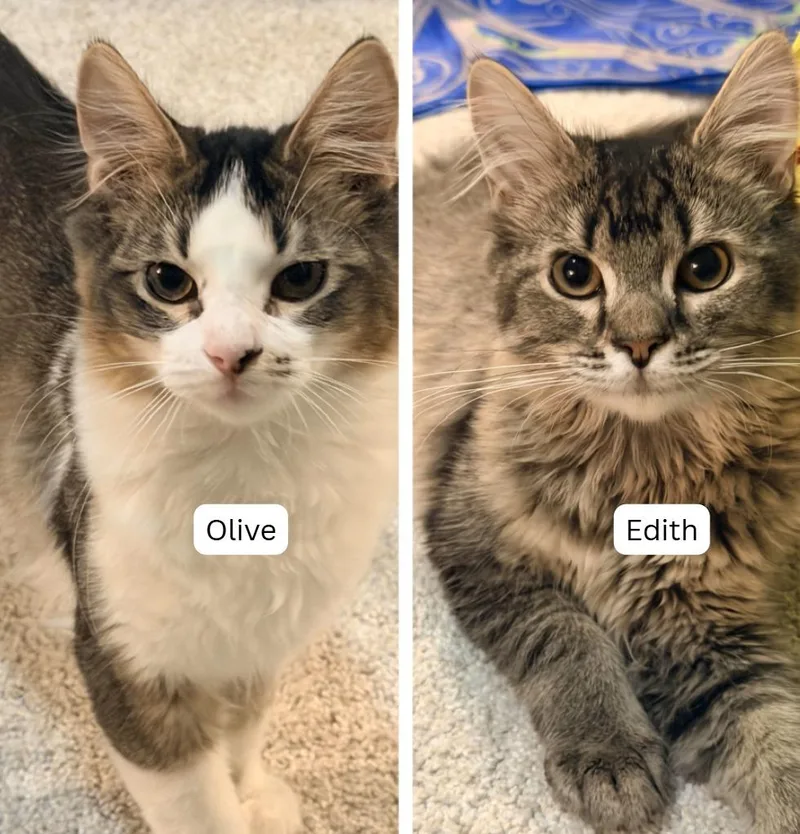Edith  Olive thumbnail 6