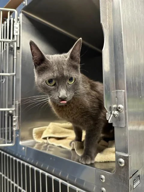 An adult medium-sized female Domestic Short Hair cat named Granite for adoption in Santa Cruz, CA