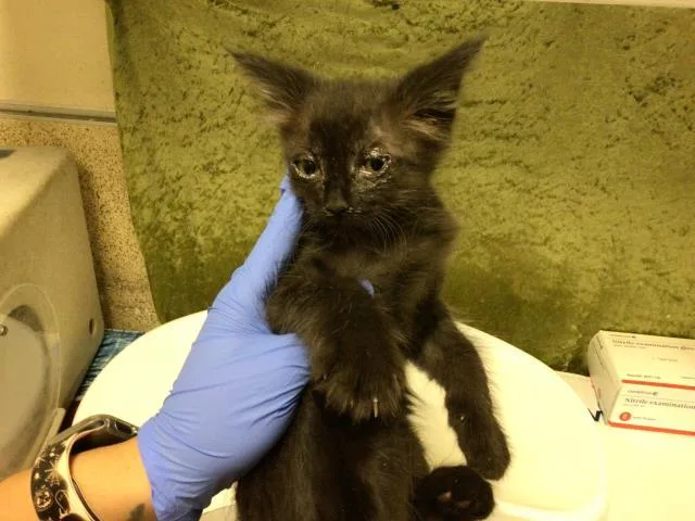 A baby small-sized male Domestic Short Hair cat named Magneto for adoption in Riverside, CA