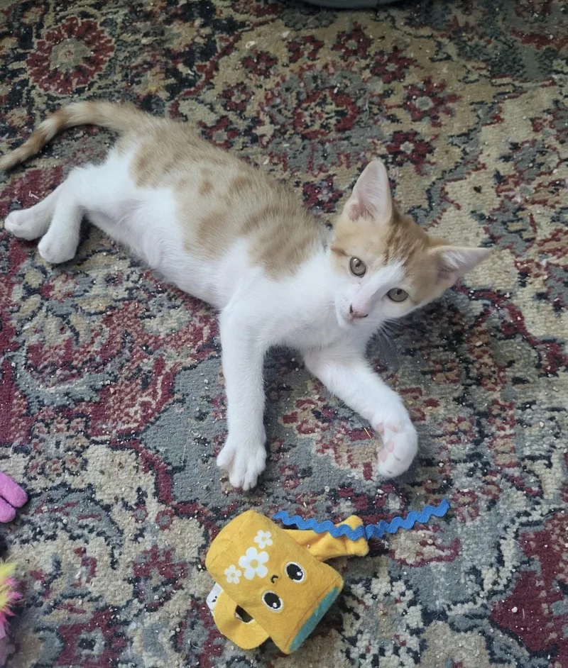 A young small-sized male Domestic Short Hair cat named Colby for adoption in Rio Linda, CA
