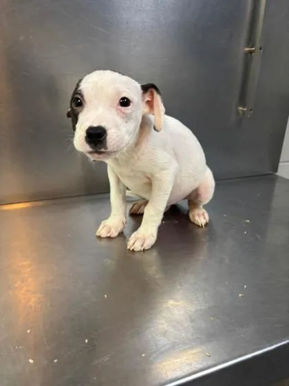 A baby medium-sized male Mixed Breed dog named Dial  D for adoption in West Chester, PA