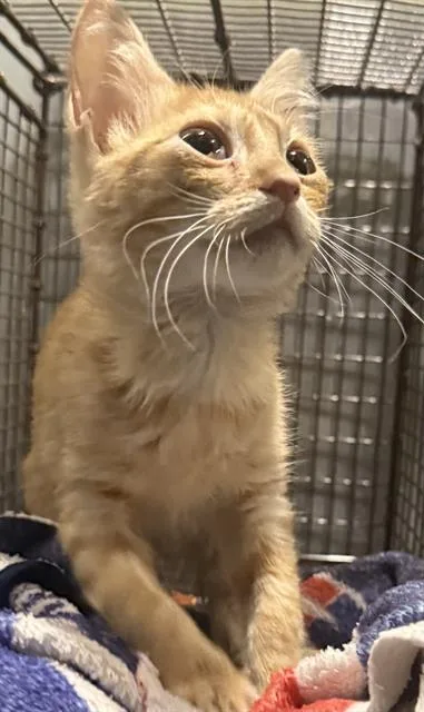 A baby small-sized male Domestic Short Hair cat named Bobby for adoption in San Antonio, TX