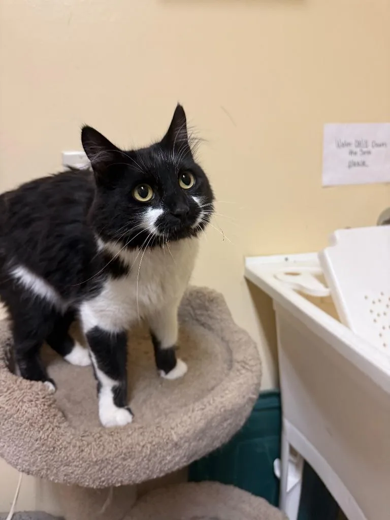 A young large-sized female Domestic Medium Hair cat named Flower for adoption in Thayne, WY