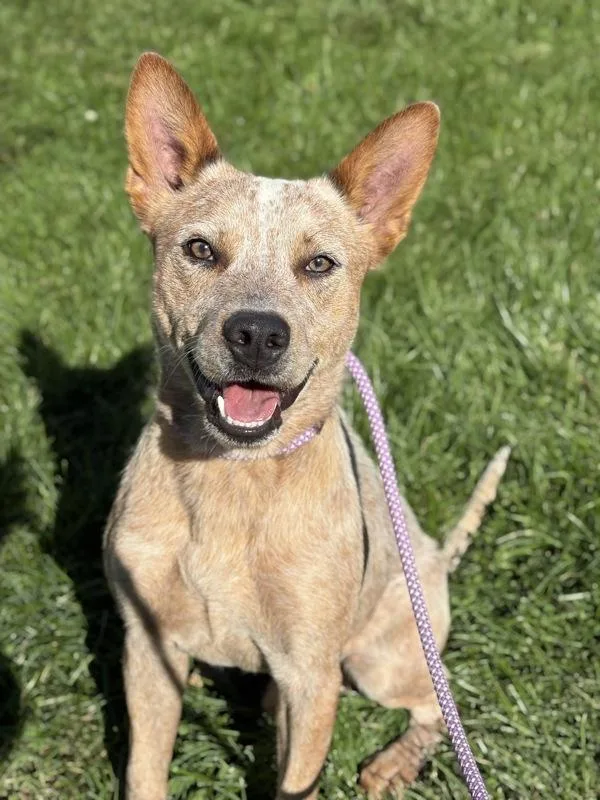 An adult medium-sized male Australian Cattle Dog / Blue Heeler dog named Grasshopper for adoption in Lancaster, OH