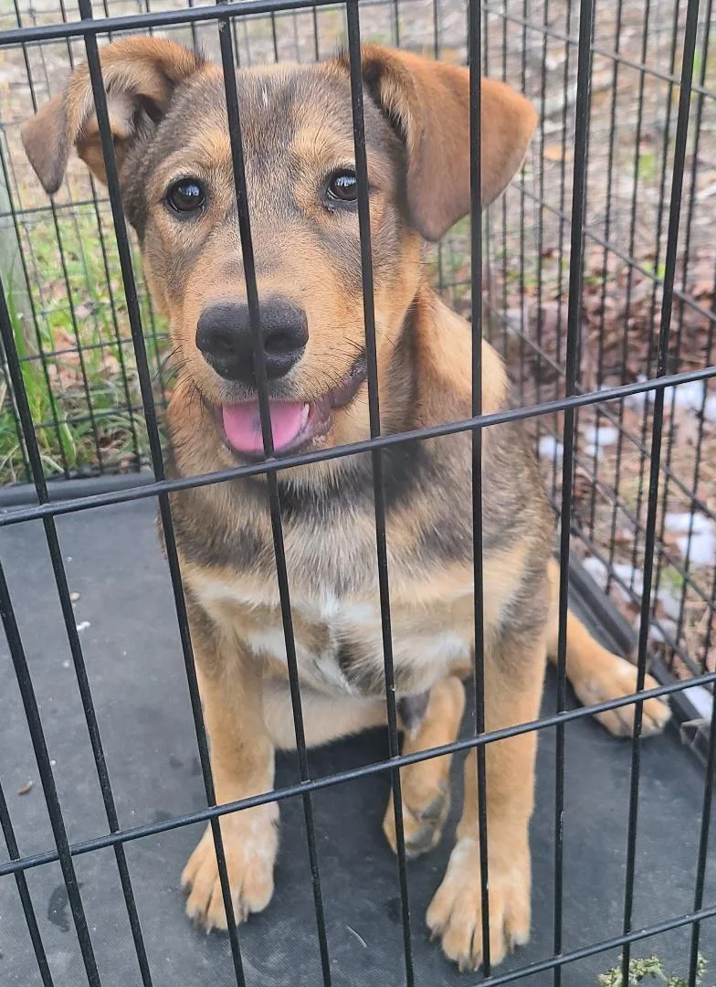 A baby medium-sized male Bicolor German Shepherd Dog dog named Echo for adoption in Sanford, NC