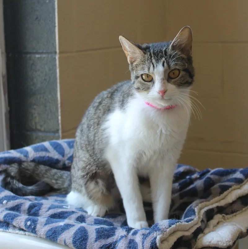 A young medium-sized female Domestic Short Hair cat named Novaa for adoption in Prattville, AL