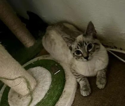 An adult small-sized male Siamese cat named Pasha for adoption in Lawrenceville, GA