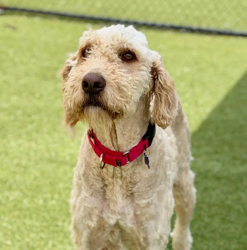 An adult large-sized male Poodle dog named Vinny for adoption in Columbia, IL
