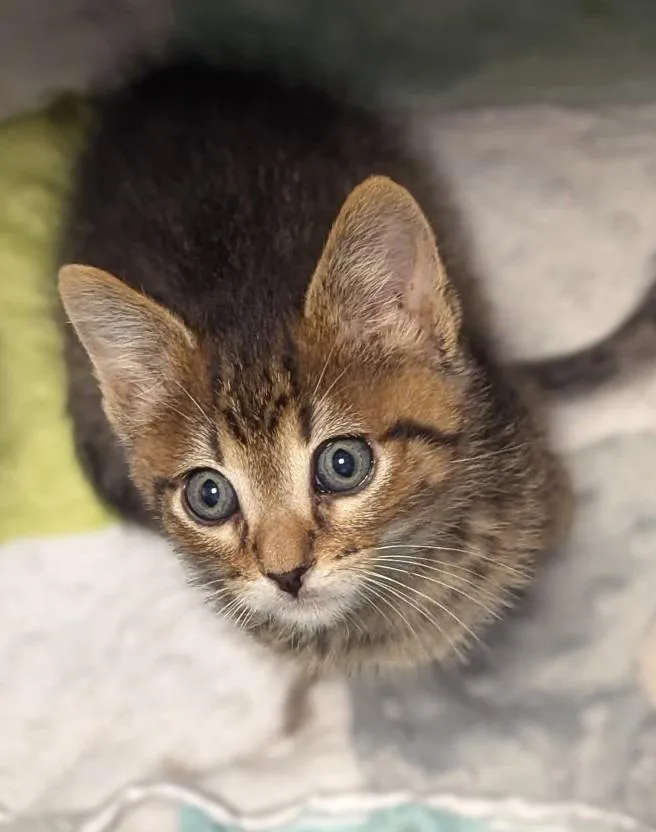 A baby medium-sized male Domestic Short Hair cat named Stevie for adoption in St. Cloud, MN