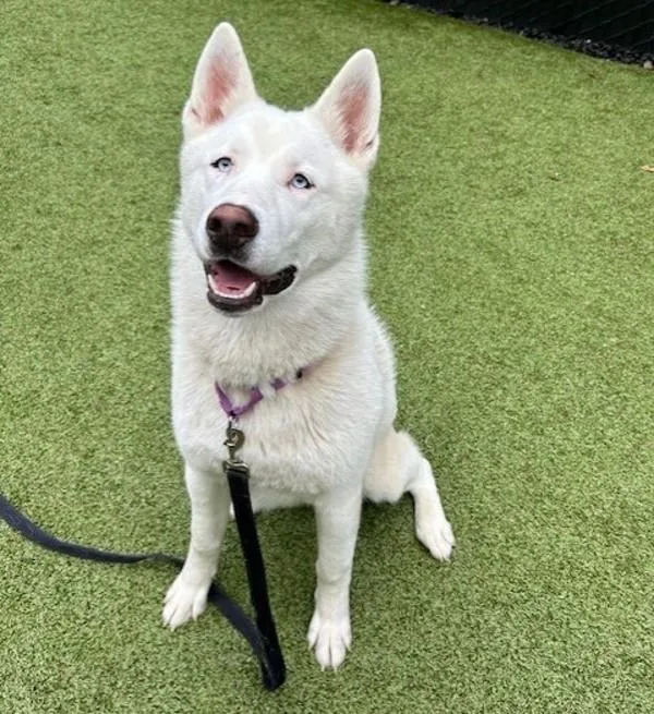 An adult medium-sized male Siberian Husky dog named Damien for adoption in Silverdale, WA