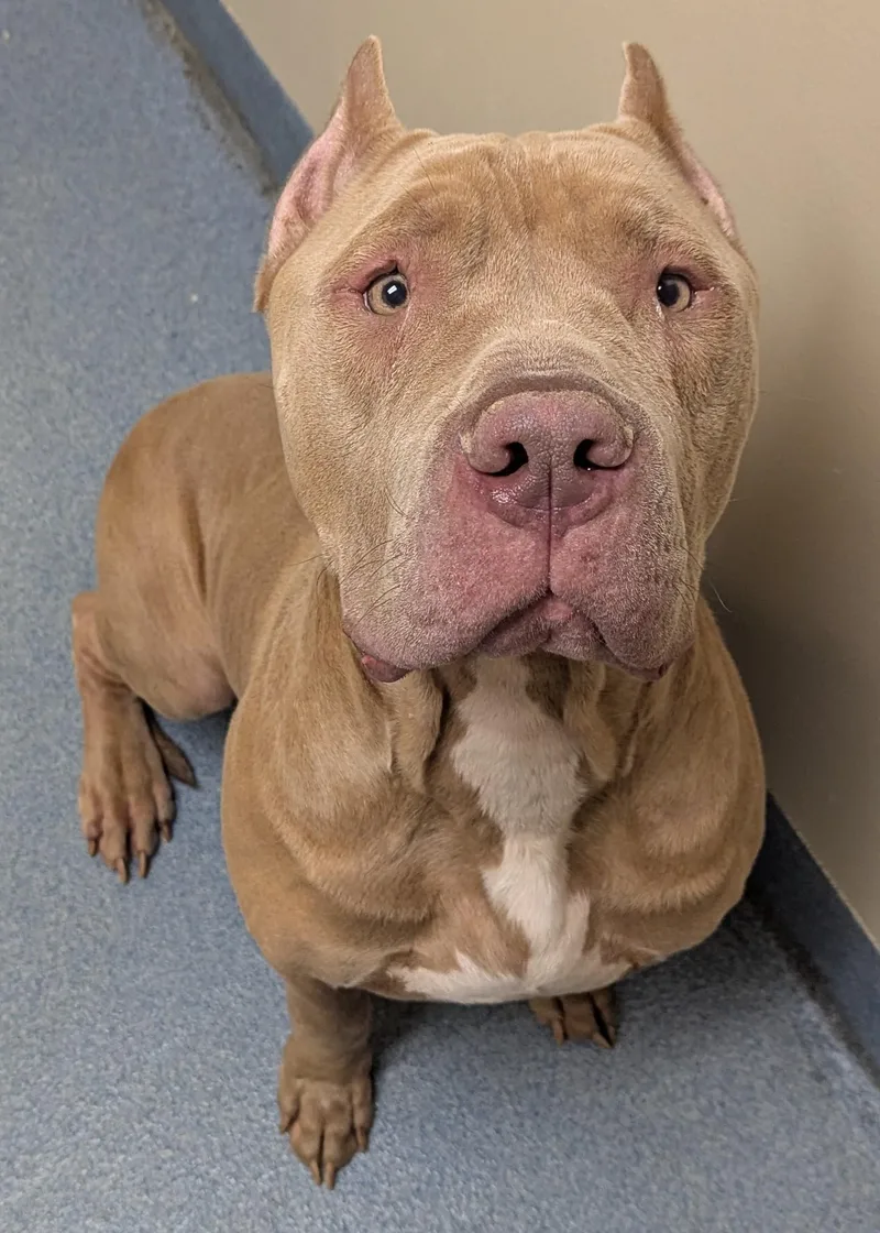 An adult extra large-sized male Yellow / Tan / Blond / Fawn Pit Bull Terrier dog named Titan for adoption in Suffolk, VA