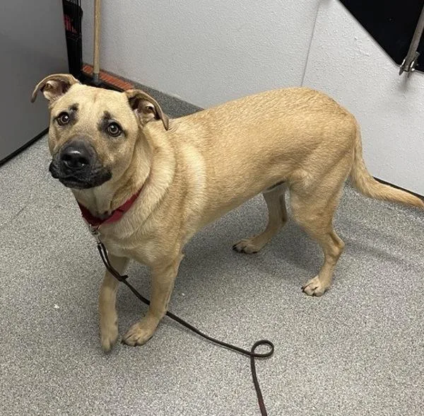An adult large-sized male Shepherd dog named Pete for adoption in Escondido, CA