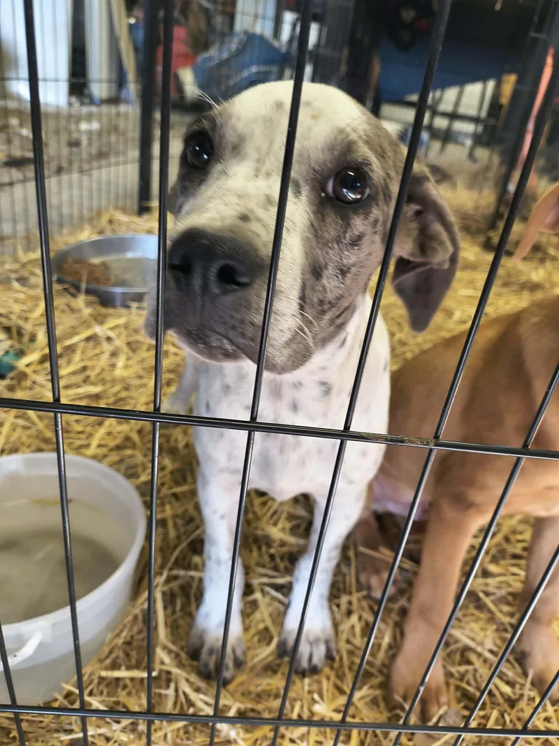 A young large-sized male Catahoula Leopard Dog dog named Stormy for adoption in Stover, MO