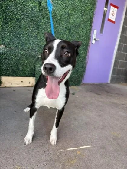 A young small-sized male Black Mixed Breed dog named Buddy for adoption in El Paso, TX