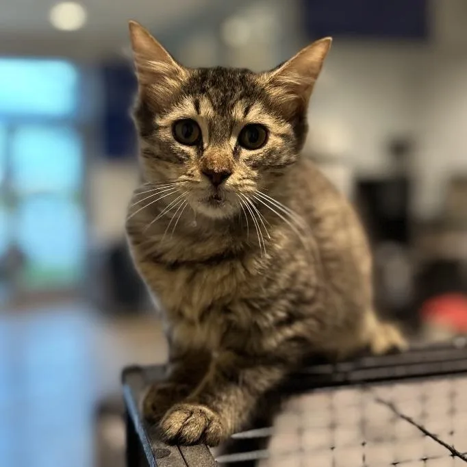 A baby small-sized female Domestic Medium Hair cat named Mildred for adoption in Matteson, IL