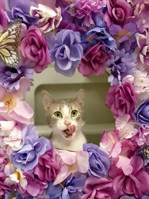A young small-sized female Domestic Short Hair cat named Sunny for adoption in Miami, FL