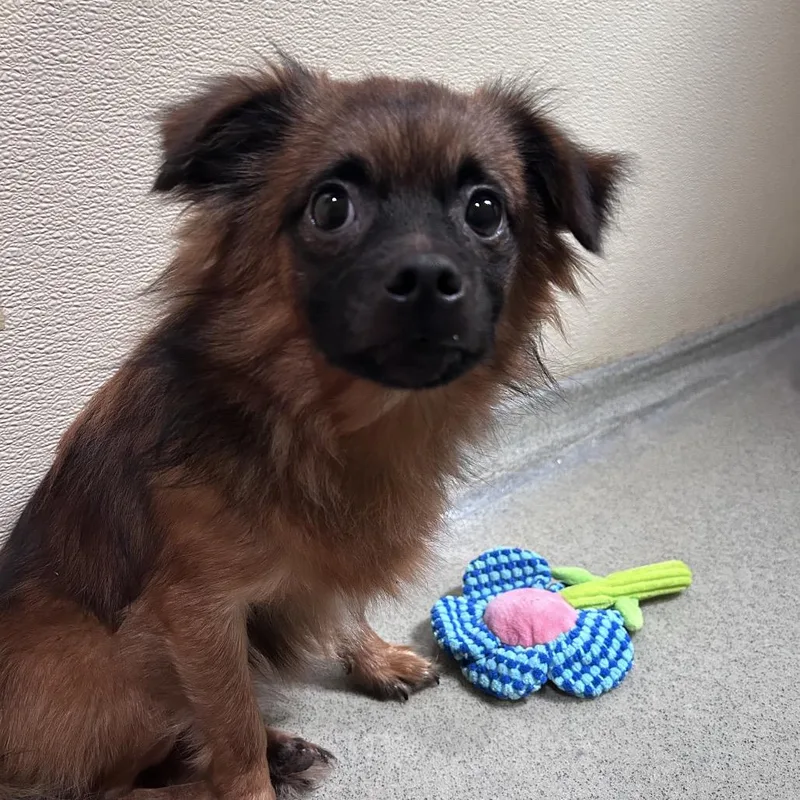 A young small-sized male Yellow / Tan / Blond / Fawn Pekingese dog named Mortimer Costa Mesa Location for adoption in Chino Hills, CA