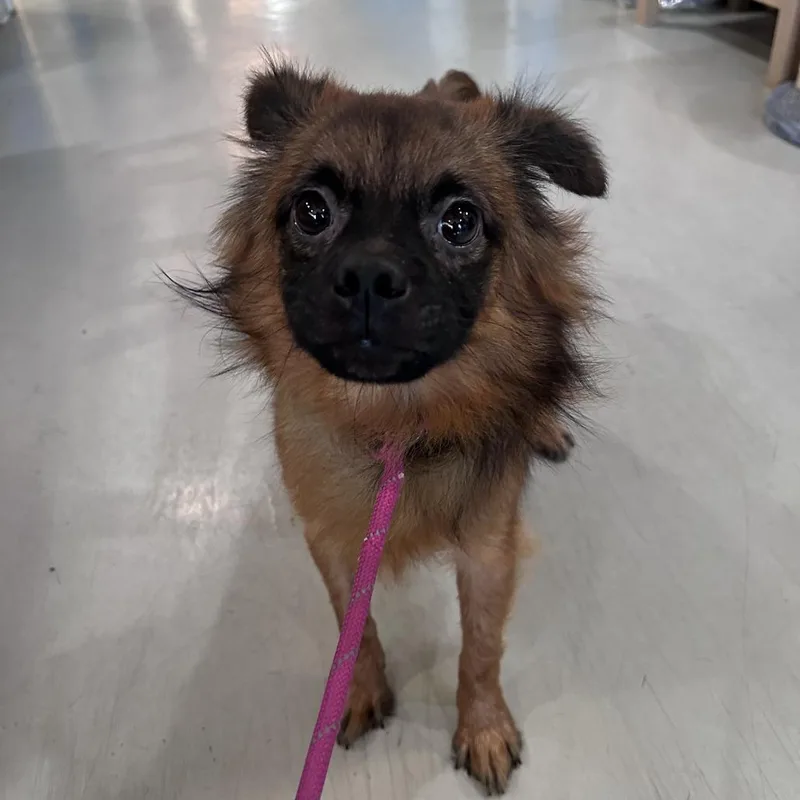 Mortimer Costa Mesa Location thumbnail 2