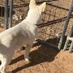 Ivy Aka Wobbles thumbnail 2