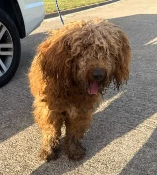 Rex