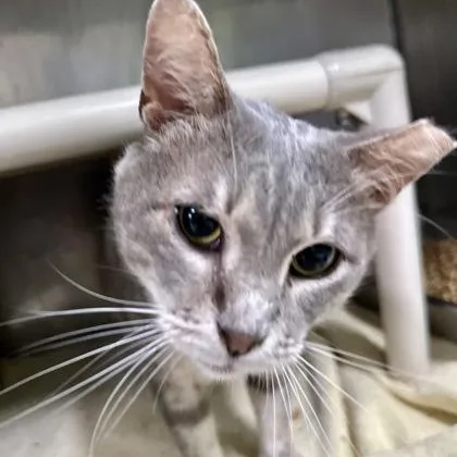 An adult medium-sized male Tabby (Gray / Blue / Silver) Domestic Short Hair cat named Tilty for adoption in Athens, GA