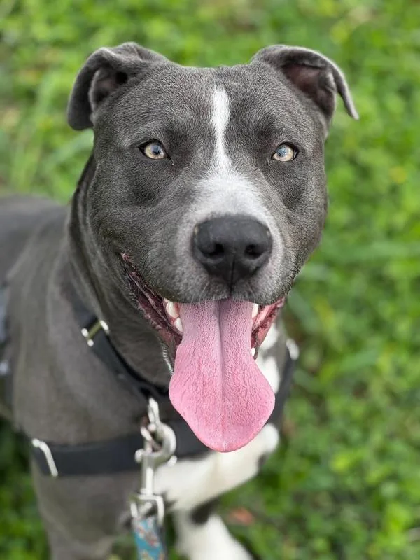 Marcelle thumbnail 4