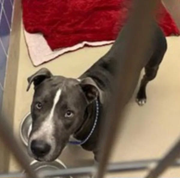 Marcelle thumbnail 6