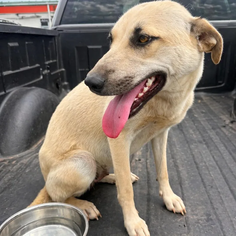 An adult medium-sized female White / Cream Mixed Breed dog named Annabell for adoption in Corinth, MS