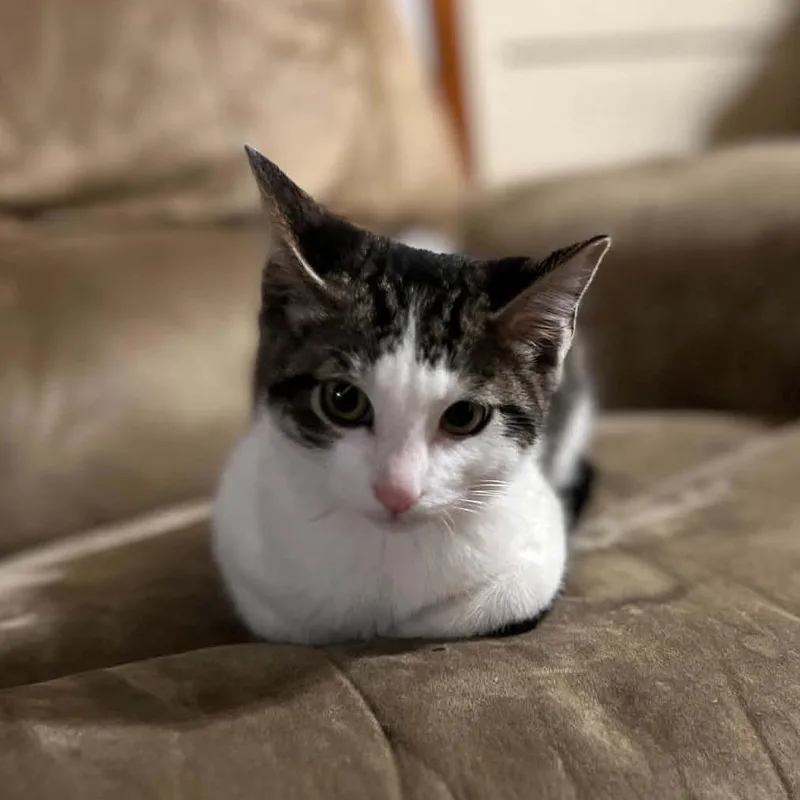A baby small-sized male Domestic Short Hair cat named Billy Bob for adoption in Wadena, MN