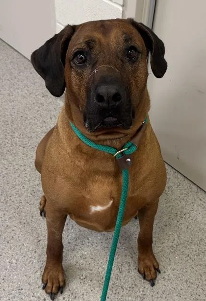 An adult extra large-sized male Rhodesian Ridgeback dog named Rordan for adoption in Fishers, IN