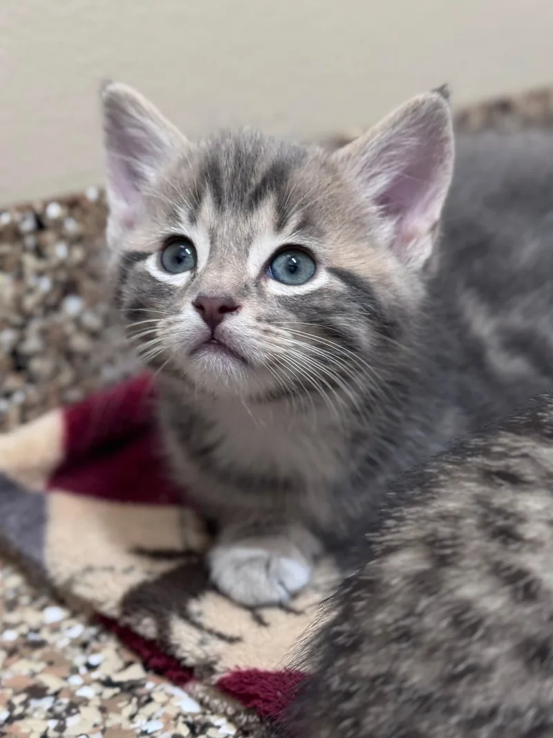 A baby small-sized male Gray & White Domestic Short Hair cat named Watermelon for adoption in Hackensack, MN