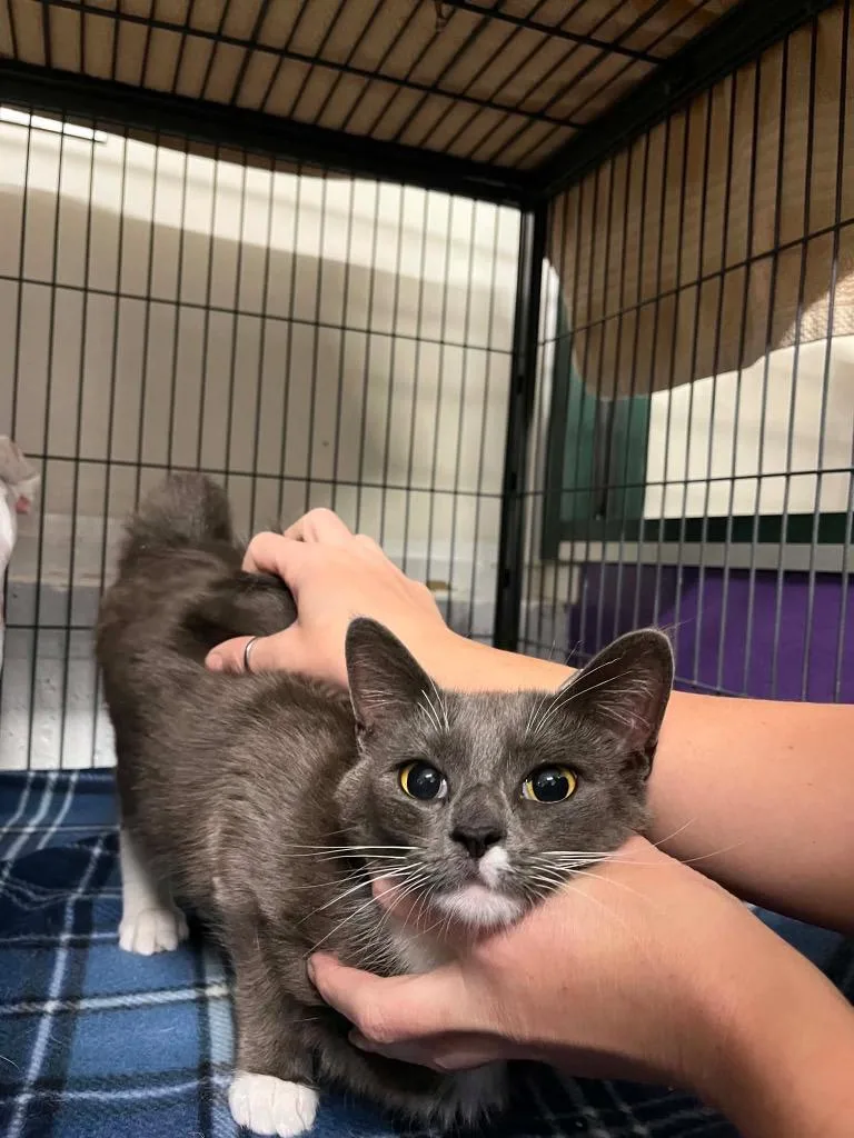 A young small-sized female Domestic Short Hair cat named Charcoal for adoption in St. Albans, VT