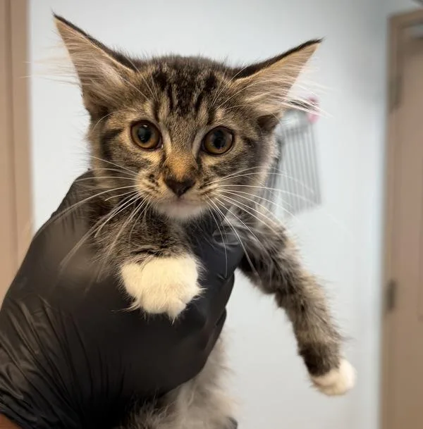 A baby small-sized female Domestic Short Hair cat named Rose for adoption in Escondido, CA