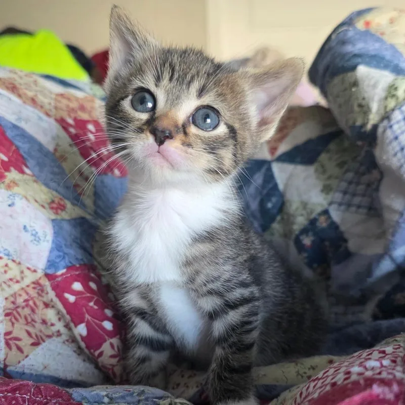 Snow White thumbnail 2