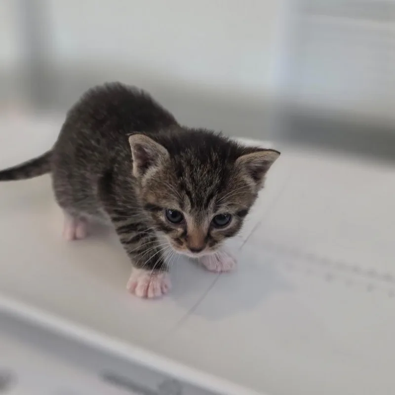 Snow White thumbnail 3