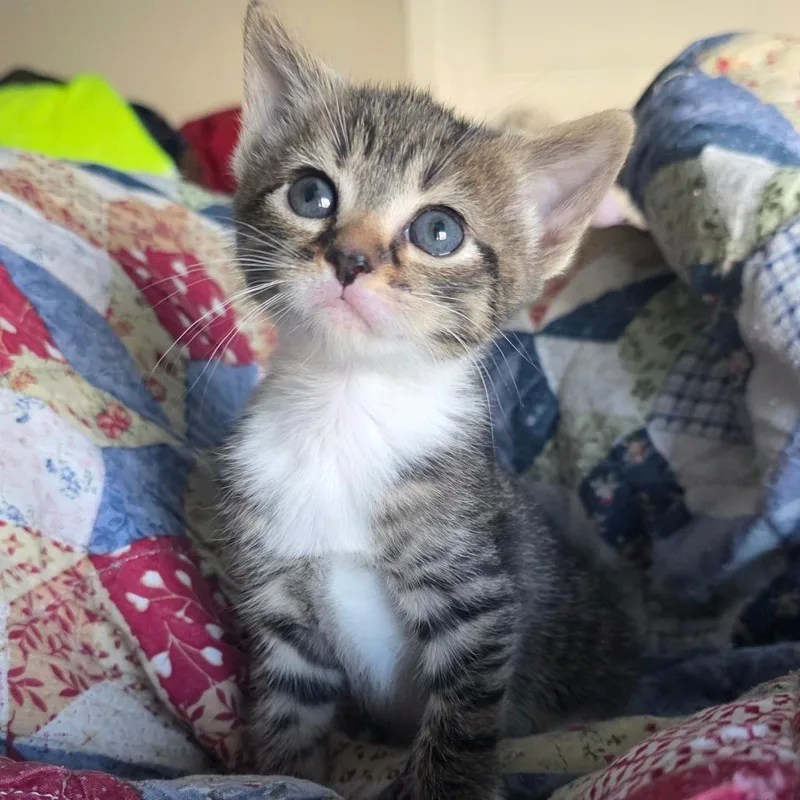 Snow White thumbnail 4