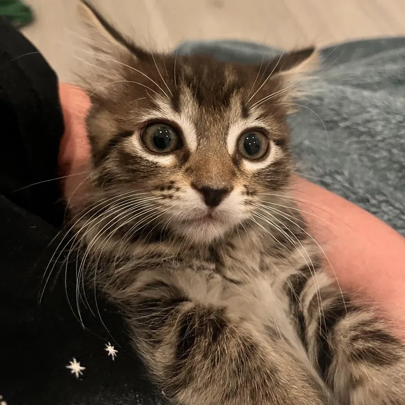 Willow