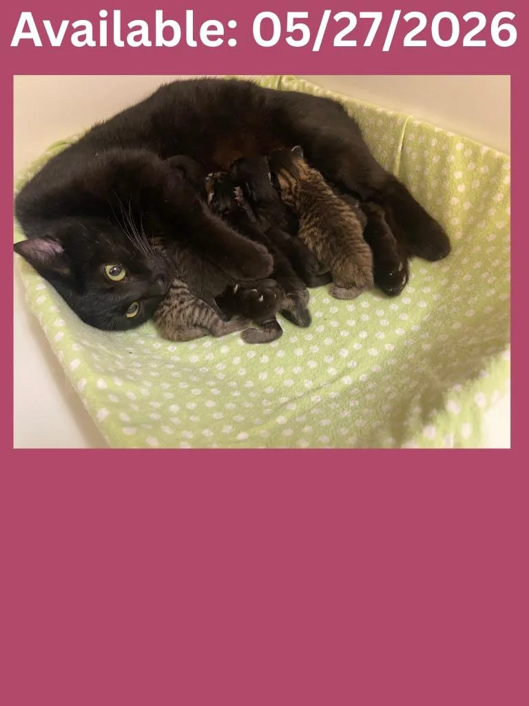 A young medium-sized female Domestic Short Hair cat named Cat Condo  Estrellastar for adoption in Greenville, TX