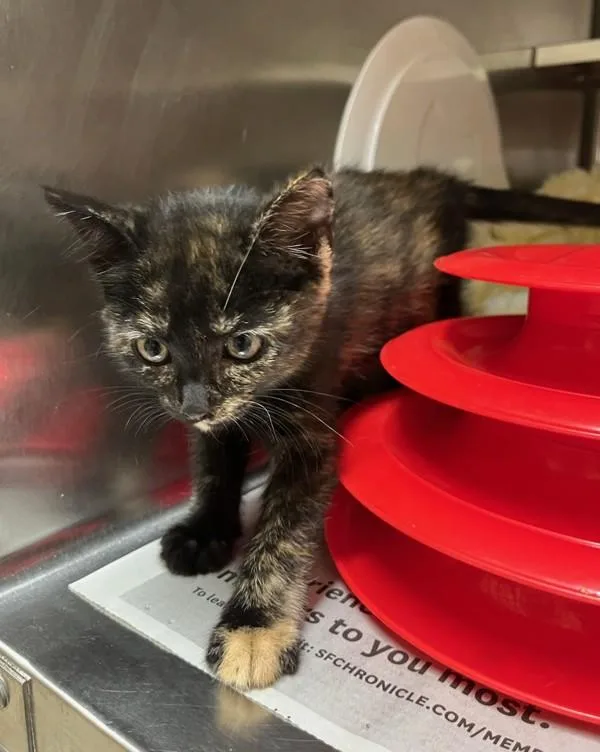A baby small-sized female Domestic Short Hair cat named Bell for adoption in Novato, CA