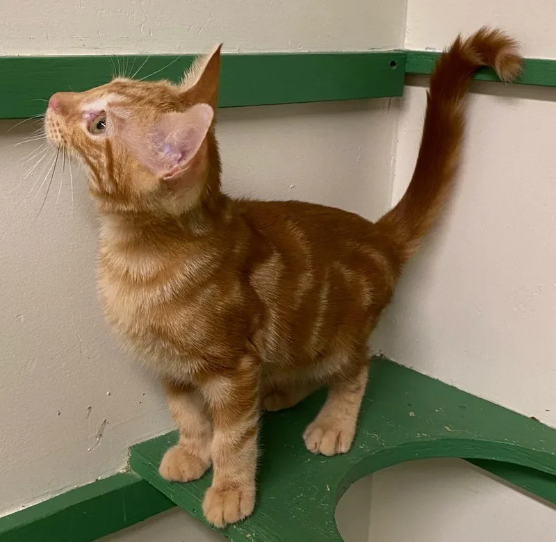 A baby medium-sized male Orange / Red Domestic Short Hair cat named Garfield for adoption in Los Angeles, CA