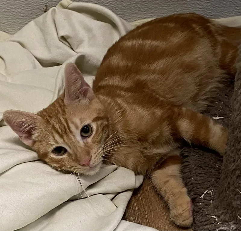 Garfield thumbnail 2
