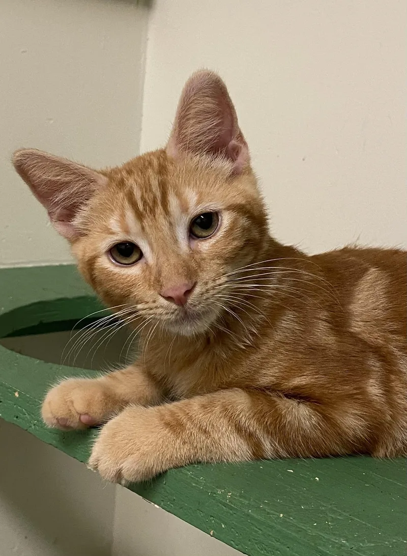 Garfield thumbnail 3