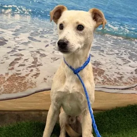 An adult small-sized male White / Cream Mixed Breed dog named Bear for adoption in San Francisco, CA