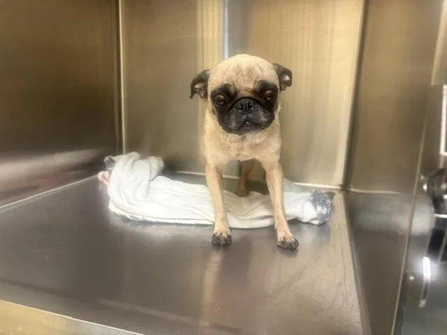 A young small-sized male Pug dog named Roman for adoption in Tustin, CA