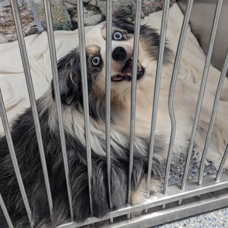 An adult small-sized male Gray / Blue / Silver Australian Shepherd dog named Francis for adoption in Charlottesville, VA