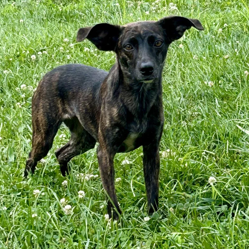 A young small-sized female Whippet dog named Kiki for adoption in Norwood, OH