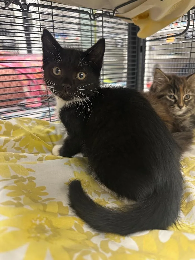 A baby small-sized male Domestic Short Hair cat named Buffy for adoption in Johnson City, TN